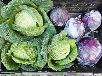 savoyandredcabbage